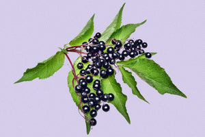 What's the deal with Elderberries?